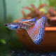 Red Grass Guppy - L