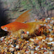 Red Hi fin Lyretail Swordtail - L