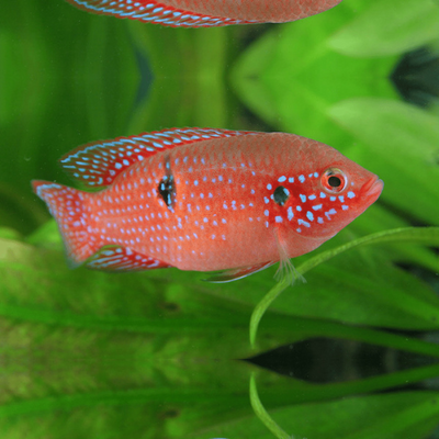 Red Jewel Cichlid - 4cm