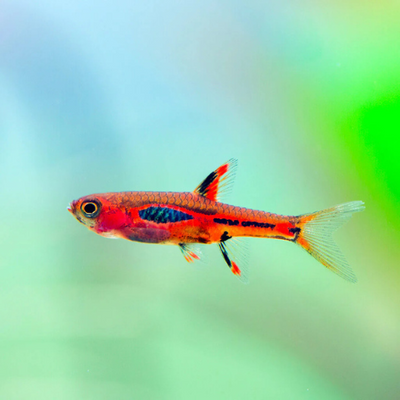 Red Mini Rasbora