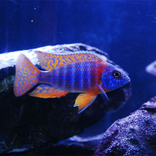 Red Neck Peacock Cichlid - 4"