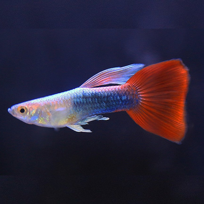 Red Neon Guppy