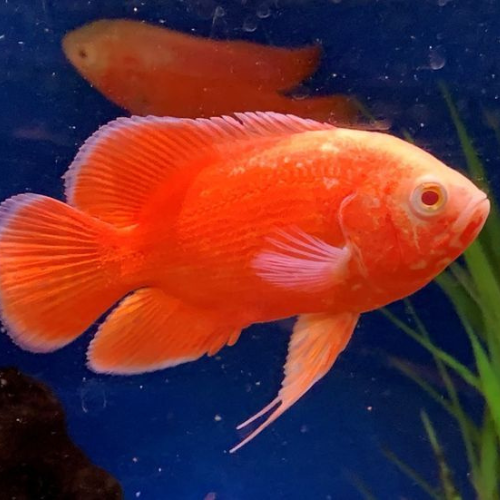 Red Oscar