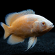 Red Oscar Albino 3-5cm