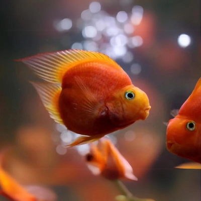 Red Parrot - Love Tails