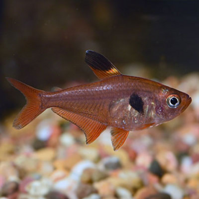 Red Phantom Tetra - 2.5cm