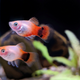 Platy Mickey Mouse