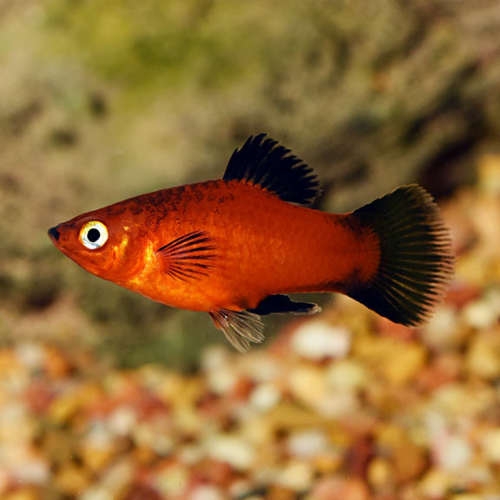 Red Platy Wagtail - L