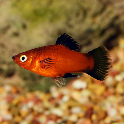 Red Platy Wagtail