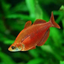 Red Rainbowfish - 7.5cm