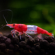 Red Rili Shrimp - 2cm