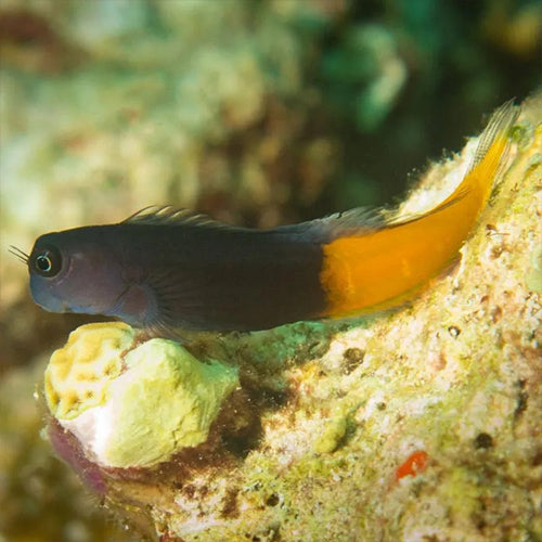 Red Tail Blenny