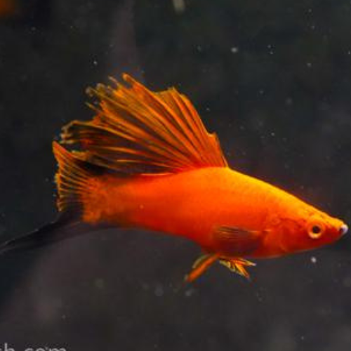 Red Wag Cauliflower Sabertail - 4cm