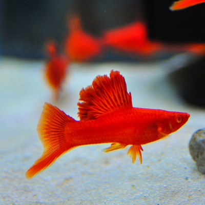 Red Wag Cauliflower Sabertail - 4cm