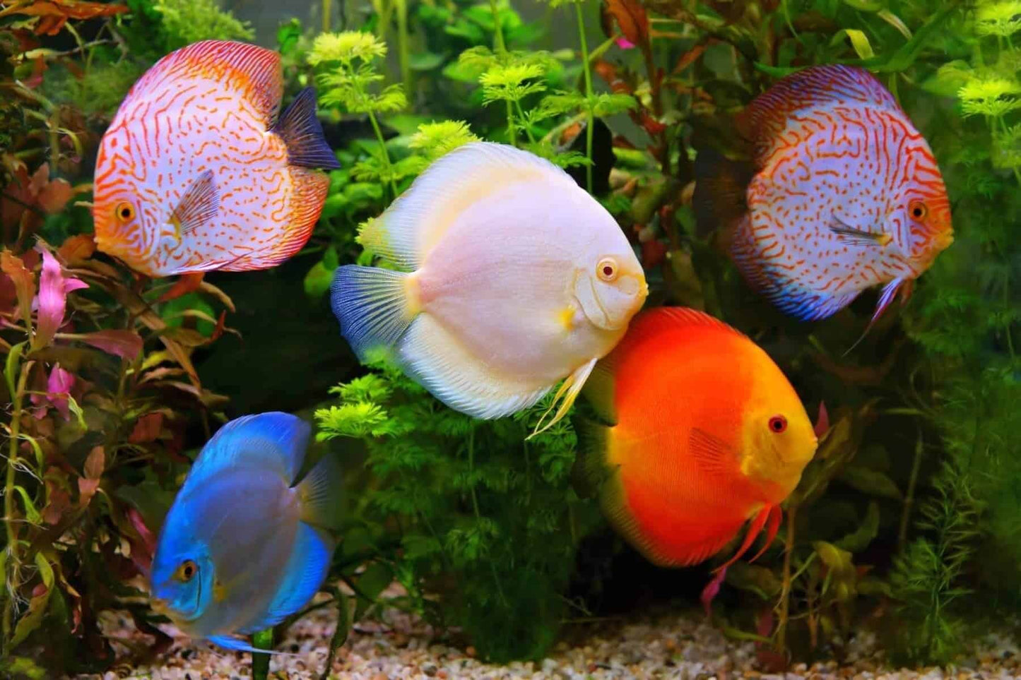 Red Eye Discus Assorted 8-9CM
