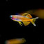 Red Neon Blue Eye Rainbowfish - 2.5cm