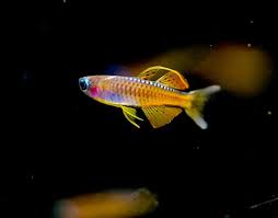 Red Neon Blue Eye Rainbowfish - 2.5cm