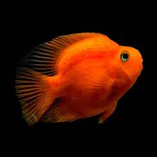 Red Parrot Fish