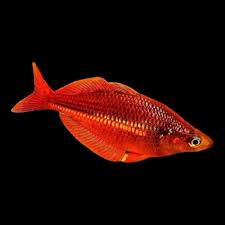 Red Rainbowfish - 7.5cm