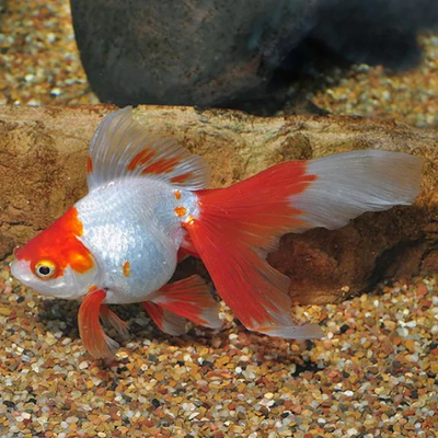 Red and White Ryukin Goldfish