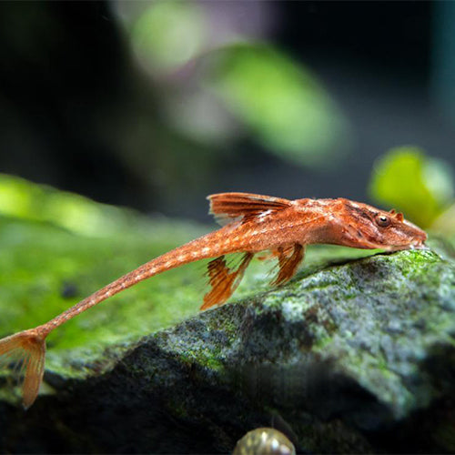 Red lizard Fish
