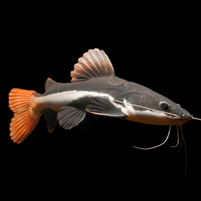 Redtail Catfish - 7cm