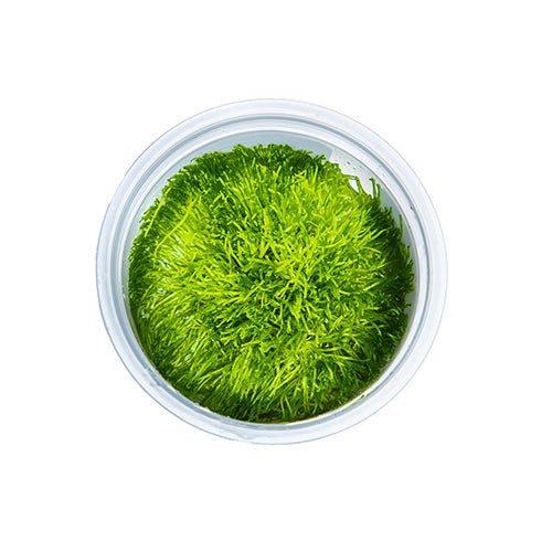 Riccia Fluitans
