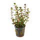 Rotala Blood Red