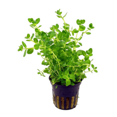 Rotala Green