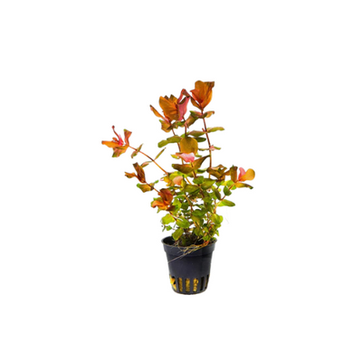 Rotala Macrandra 'Big Leaf'