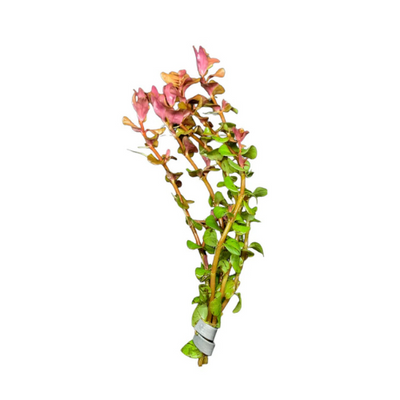 Rotala Macrandra 'Small Leaf '