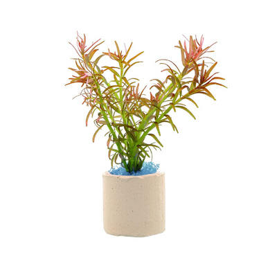 Rotala Mexicana