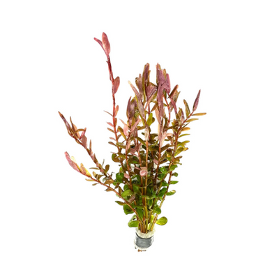 Rotala Rotundifolia Red