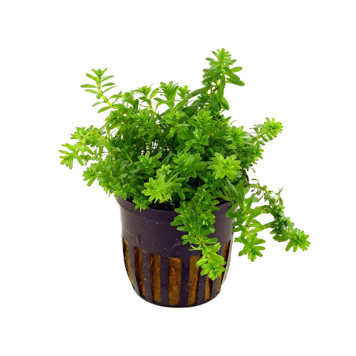 Rotala 'Nanjenshan'