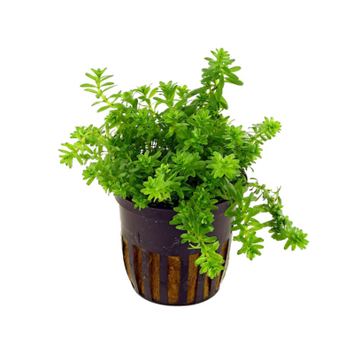 Rotala 'Nanjenshan'