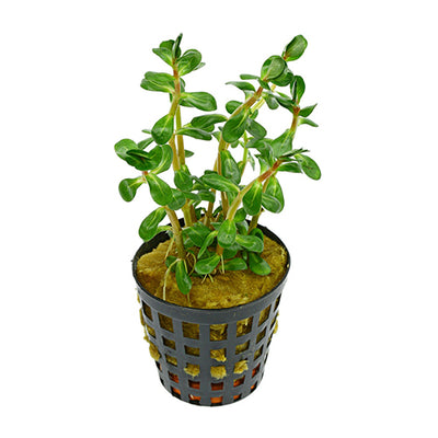 Rotala Indica (Green)