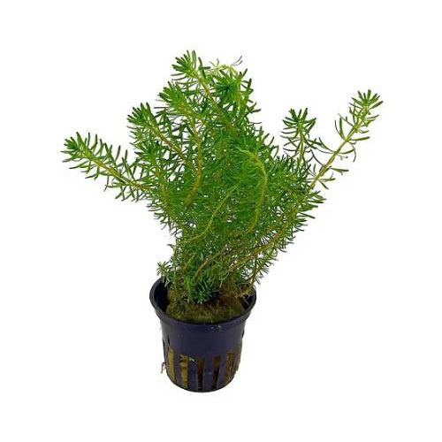 Rotala Najeshan