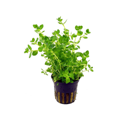 Rotala Rotundifolia Green