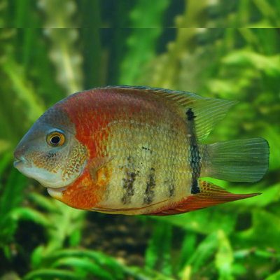 Rotkeil Severum – Red Shoulder Cichlid - 4cm