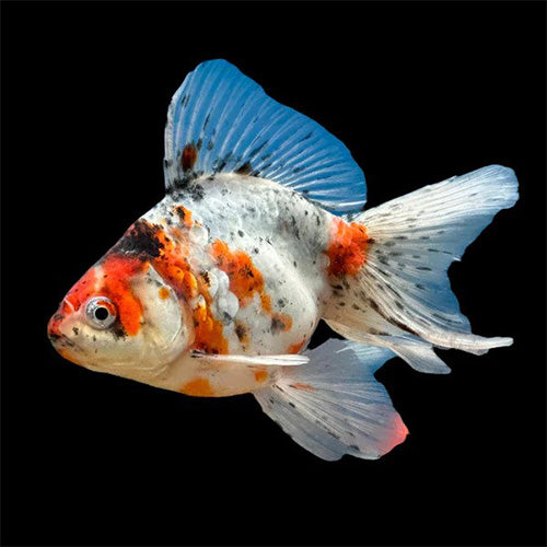 Ryukin Goldfish (Assorted Colors) - 4cm