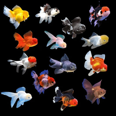 Ryukin Goldfish