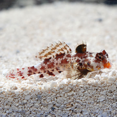 Scoppion Blenny