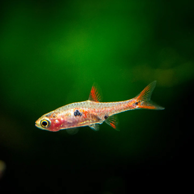 Strawberry Rasbora
