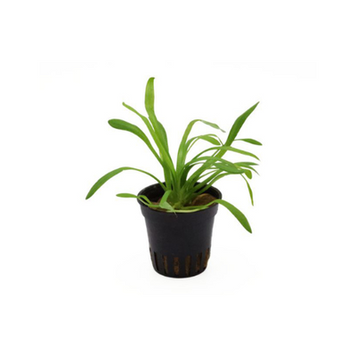 Sagittaria Teres