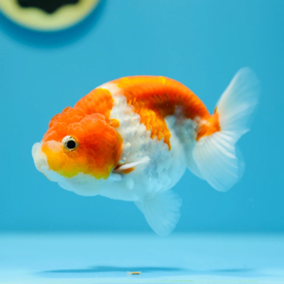 Sakura Ranchu - 10cm