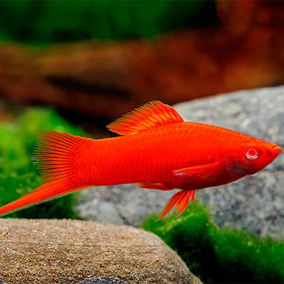 Santa Swordtail Red Eye