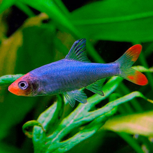 Sawbwa Resplendens - 2.8cm