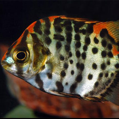 Scat Red & Green Mix - XL