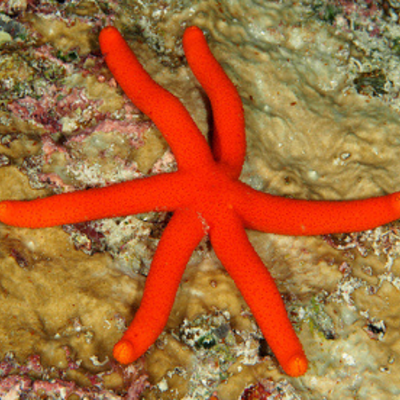 Sea Red Star Fish