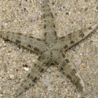 Sea Star Sand Cleaner - 6cm